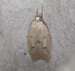 Machimia tentoriferella