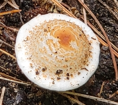 Lepiota cristata