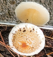 Lepiota cristata