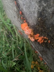 Tulasnella aurantiaca