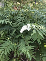 Sorbaria sorbifolia