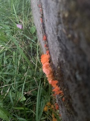 Tulasnella aurantiaca