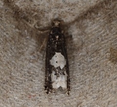 Epinotia trigonella