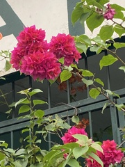 Bougainvillea spectabilis