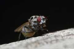 Anthomyia