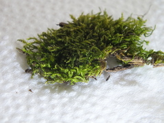 Amblystegium serpens