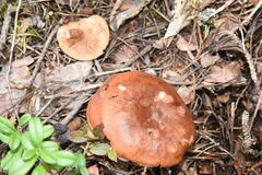 Lactarius rufus