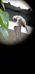 Argya striata