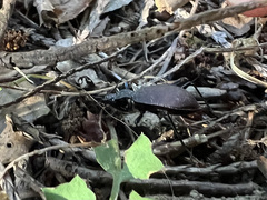 Scaphinotus angusticollis