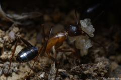 Camponotus barbaricus