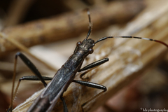 Micrelytra fossularum