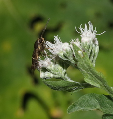 Carmenta pyralidiformis