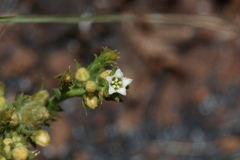 Thesium transvaalense