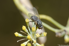 Musca domestica
