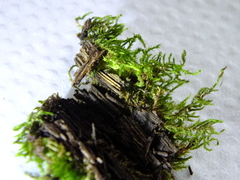 Amblystegium serpens