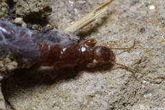 Embiidae