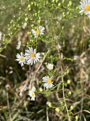 Symphyotrichum pilosum