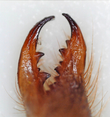 Solifugae