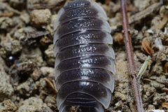 Porcellio hoffmannseggii