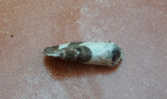 Acontia lucida