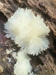 Merulius tremellosus