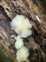 Merulius tremellosus