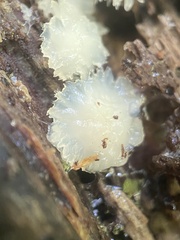 Merulius tremellosus