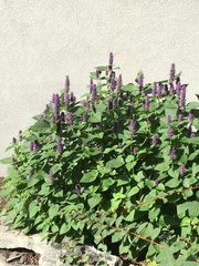 Agastache