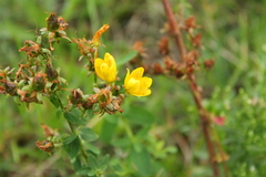 Hypericum × desetangsii