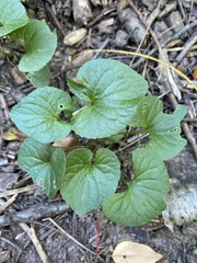 Viola sororia