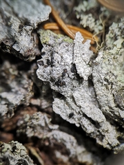 Pseudographis pinicola