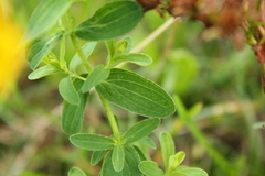 Hypericum × desetangsii