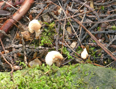 Helvella elastica