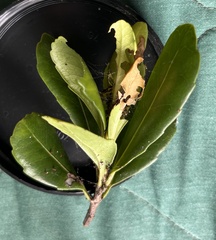 Hypargyria definitella