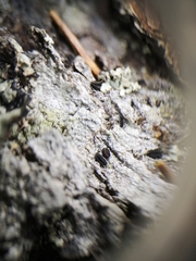 Pseudographis pinicola