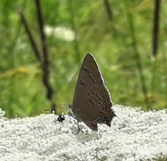 Satyrium calanus