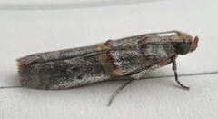 Hypargyria definitella