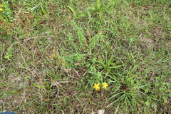 Hypericum × desetangsii