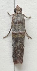 Hypargyria definitella