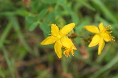 Hypericum × desetangsii