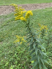 Solidago altissima