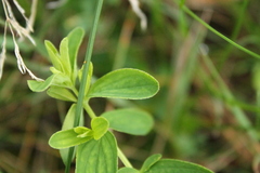 Hypericum × desetangsii