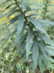 Solidago altissima