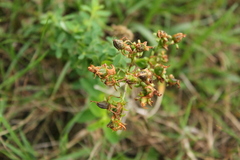Hypericum × desetangsii