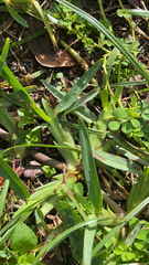 Stenotaphrum secundatum