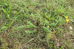 Hypericum × desetangsii