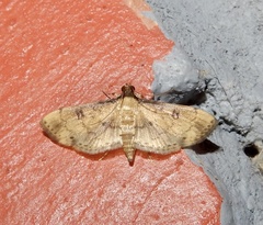Nacoleia charesalis