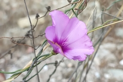 Convolvulus althaeoides