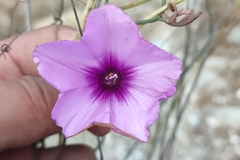 Convolvulus althaeoides