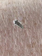 Pseudoedophrys hilleri